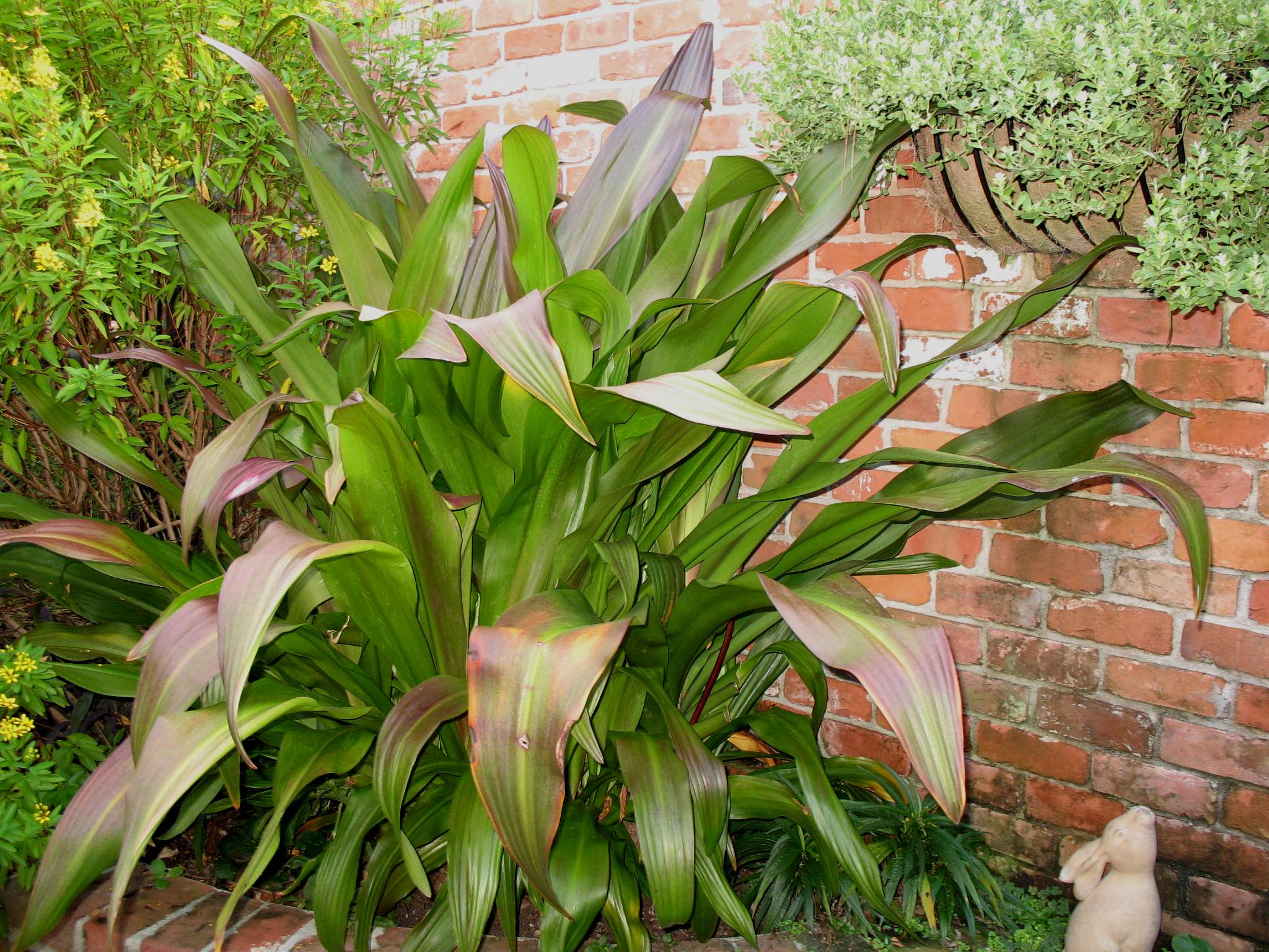 Crinum procerum  / Crinum procerum 