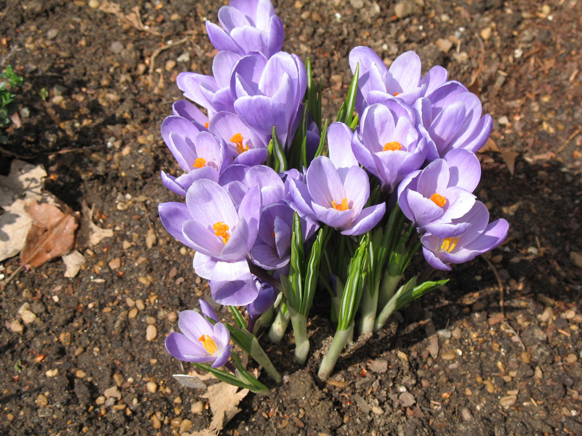 Crocus chrysanthus  / Snow Crocus, Golden Crocus