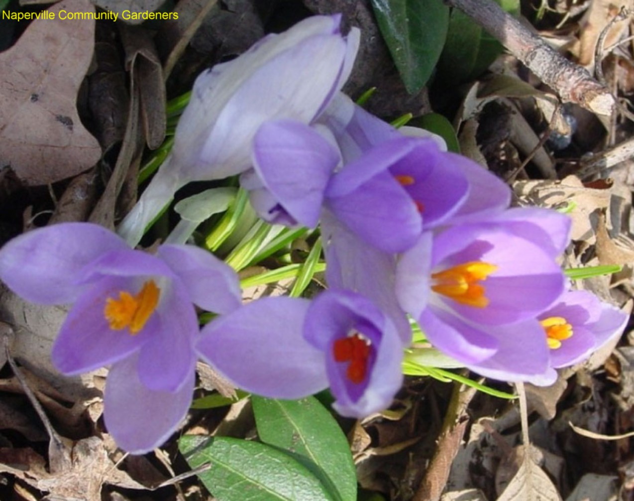 Crocus tommasinianus / Lilac Crocus