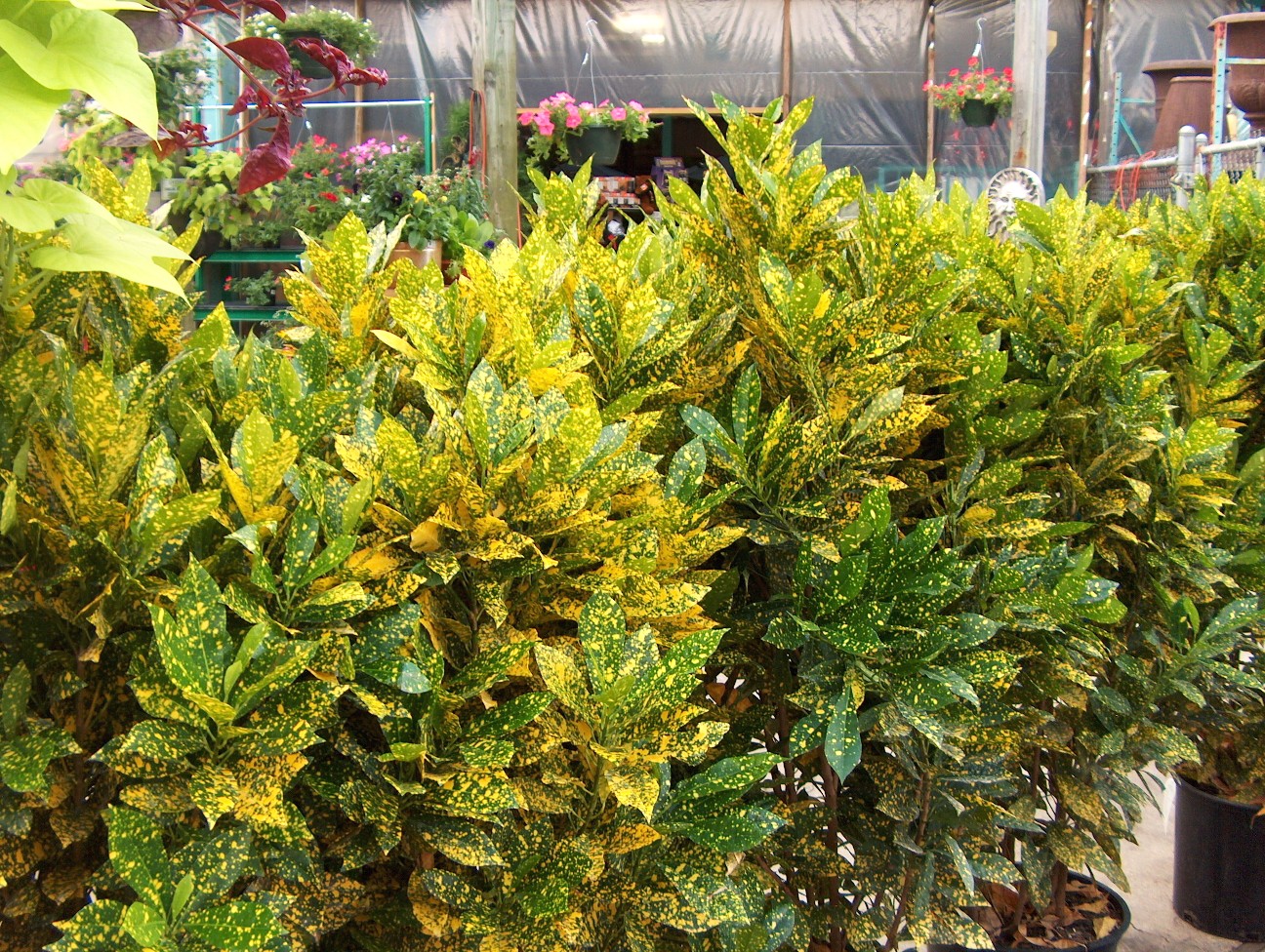 Croton 'Aureo-maculatum' / Gold Dust Croton