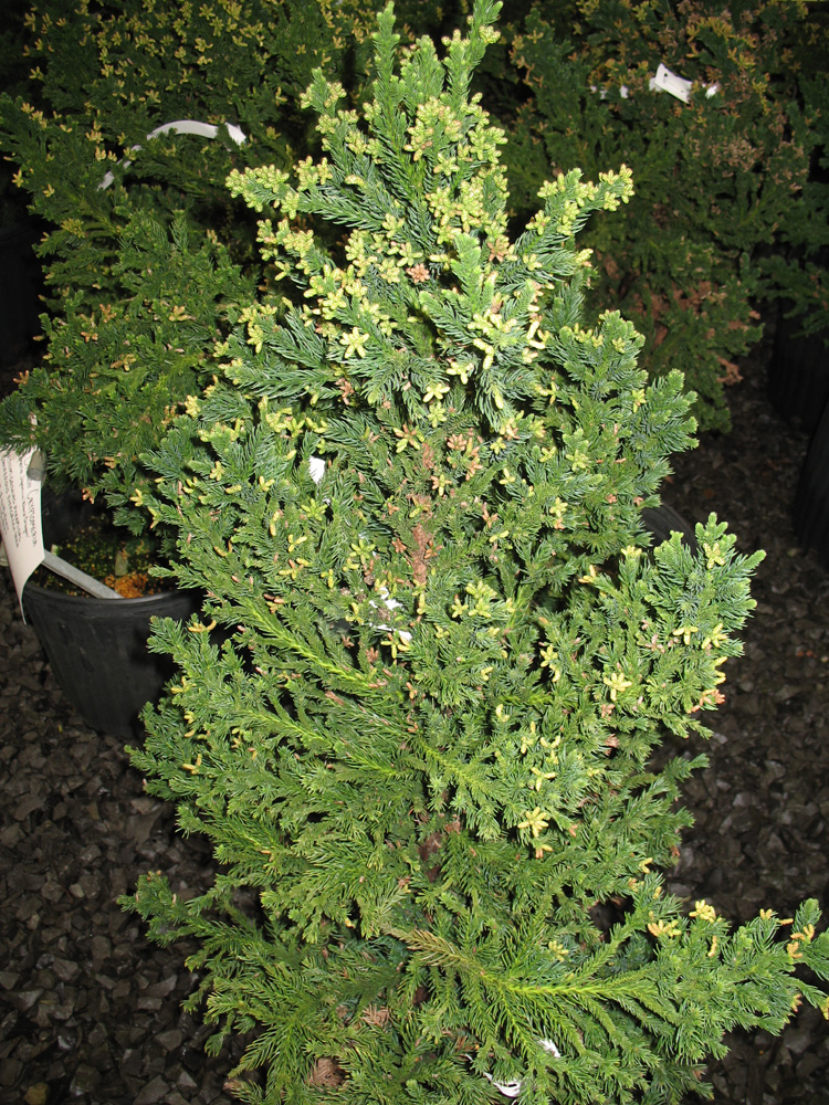 Cryptomeria japonica 'Black Dragon' / Black Dragon Cryptomeria