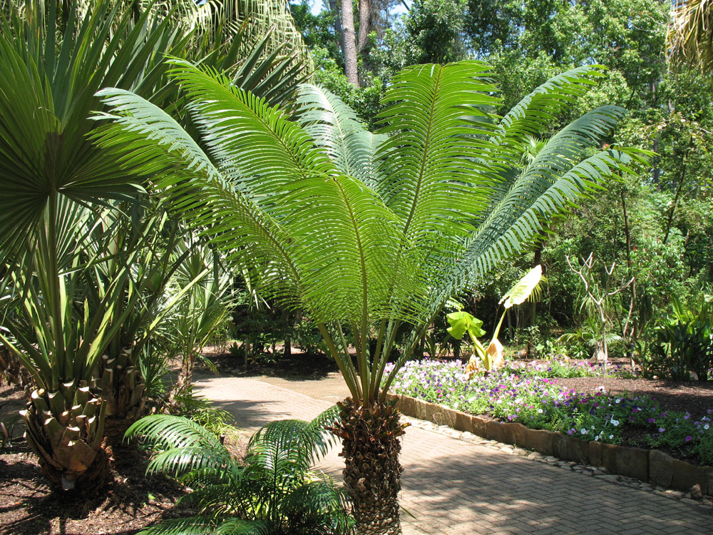 Cycas circinalis  / Queen Sago