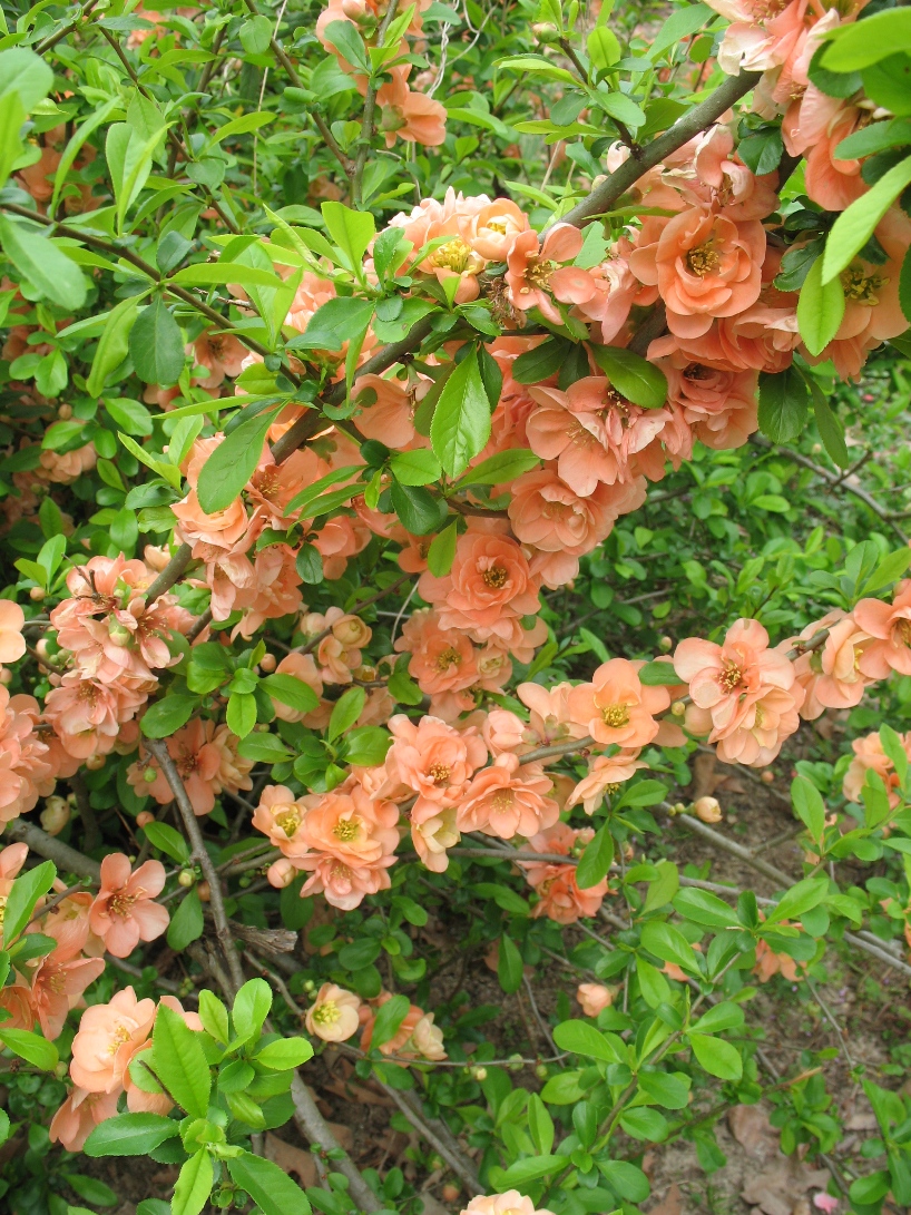 Chaenomeles speciosa 'Cameo' / Cameo Flowering Quince