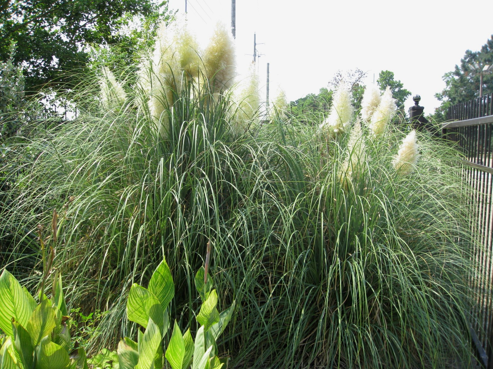 Cortaderia selloana 'Pumila' / Dwarf Pampas Grass