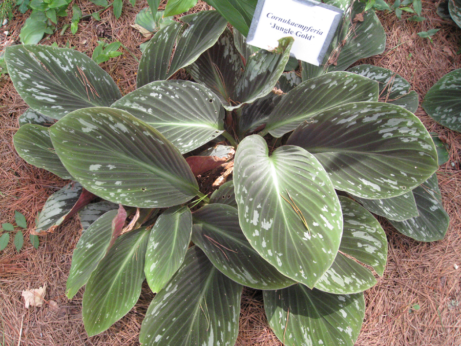 Cornukaempferia aurantifolia 'Jungle Gold' / Jungle Gold Peacock Ginger