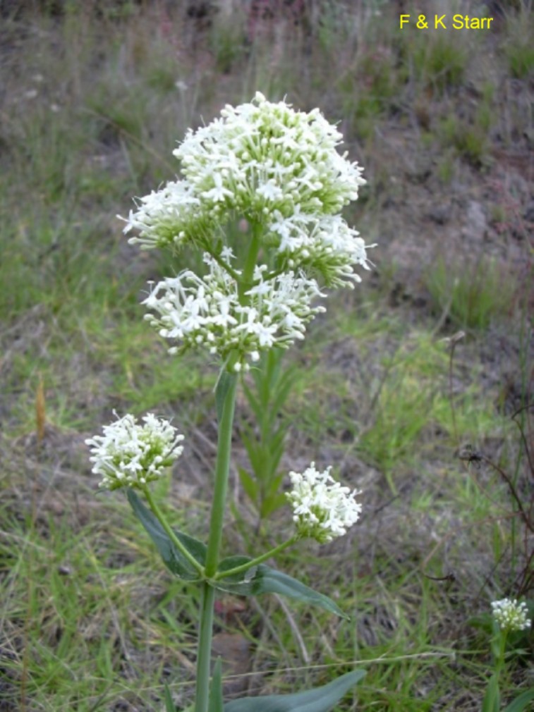 Centranthus ruber / Valerian