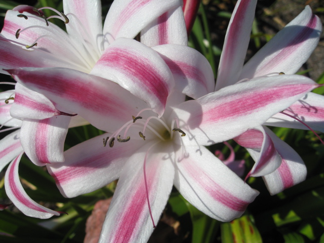 Crinum 'Stars and Stripes' / Stars and Stripes Crinum