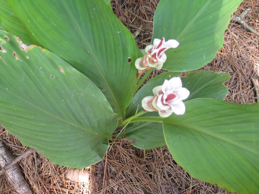 Curcuma rhabdota / Curcuma rhabdota