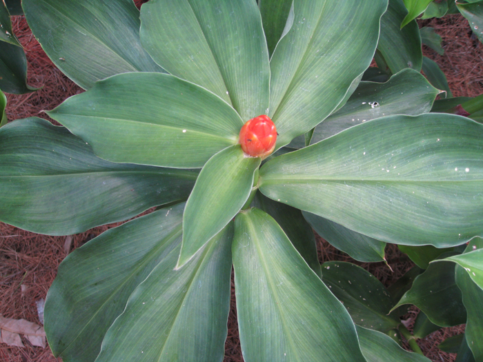 Costus scaber / Costus scaber