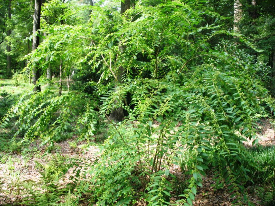 Callicarpa dichotoma 'Issai'  / Callicarpa dichotoma 'Issai' 