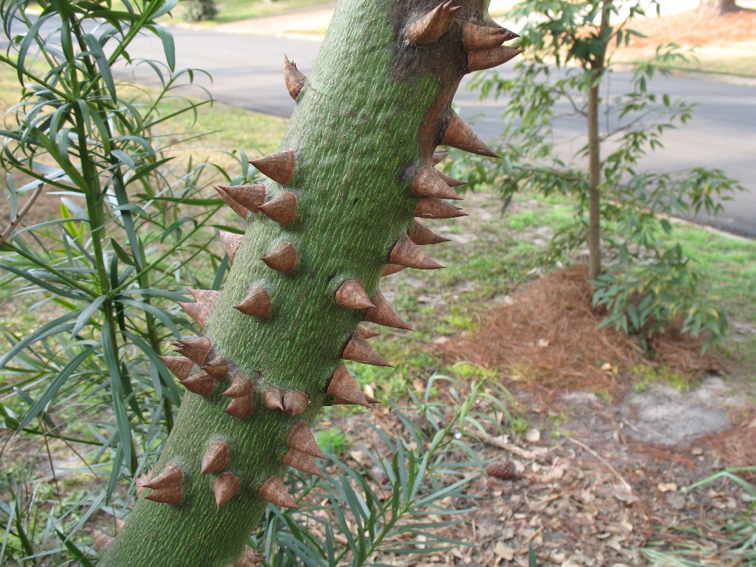 Ceiba pentandra; / Kapok, Silk Cotton Tree