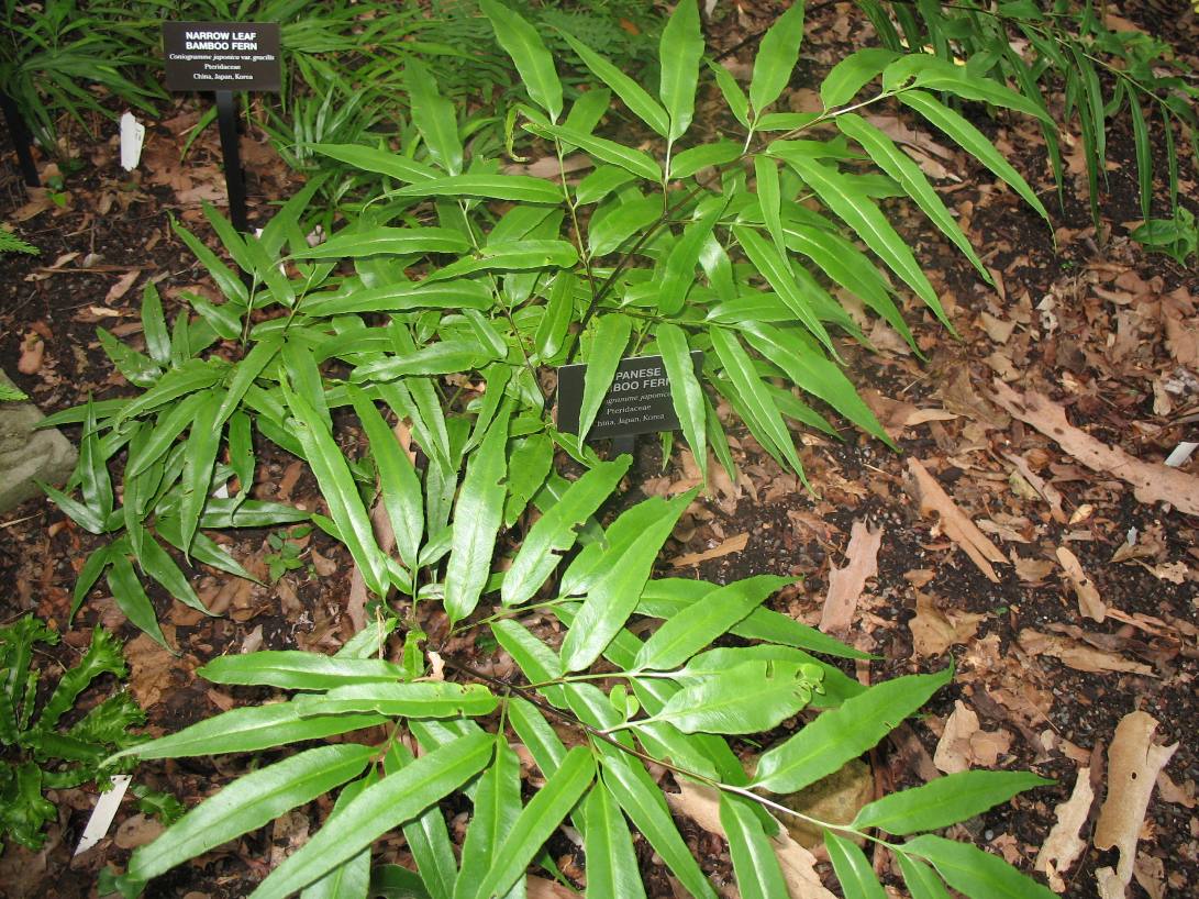 Coniogramme japonica / Japanese Bamboo Fern