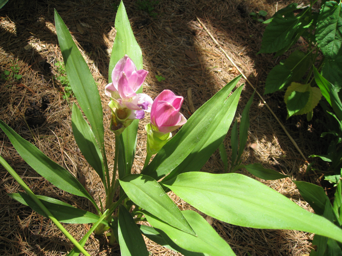 Curcuma 'Kimono Sakura' / Curcuma 'Kimono Sakura'