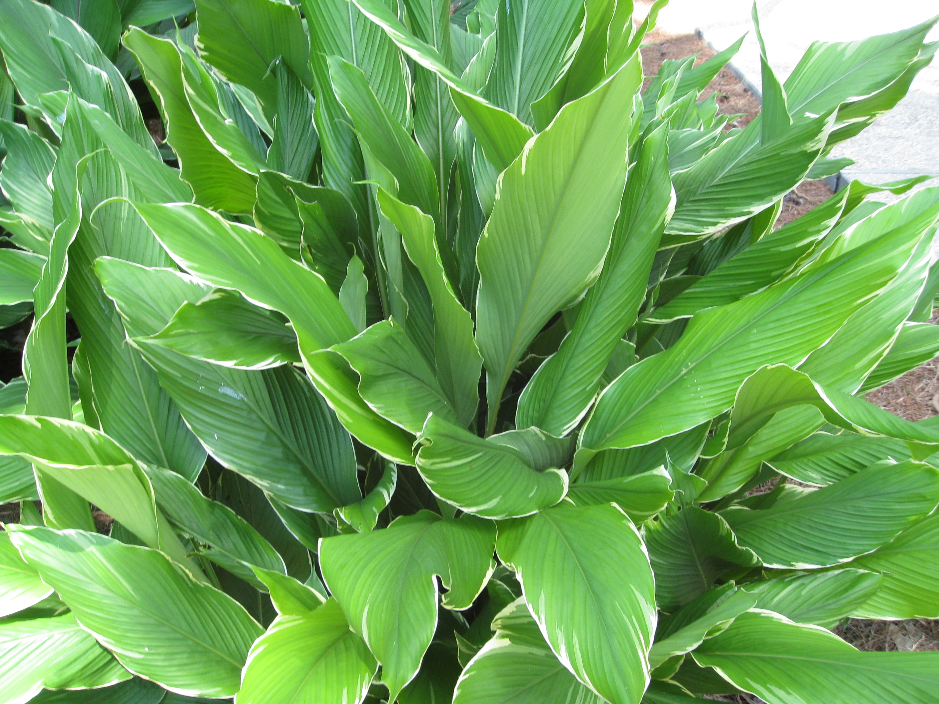 Curcuma  petiolata 'Emperor / Curcuma  petiolata 'Emperor