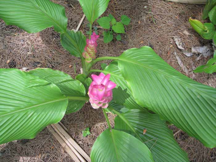 Curcuma alismatifolia 'Light Pink' / Curcuma alismatifolia 'Light Pink'