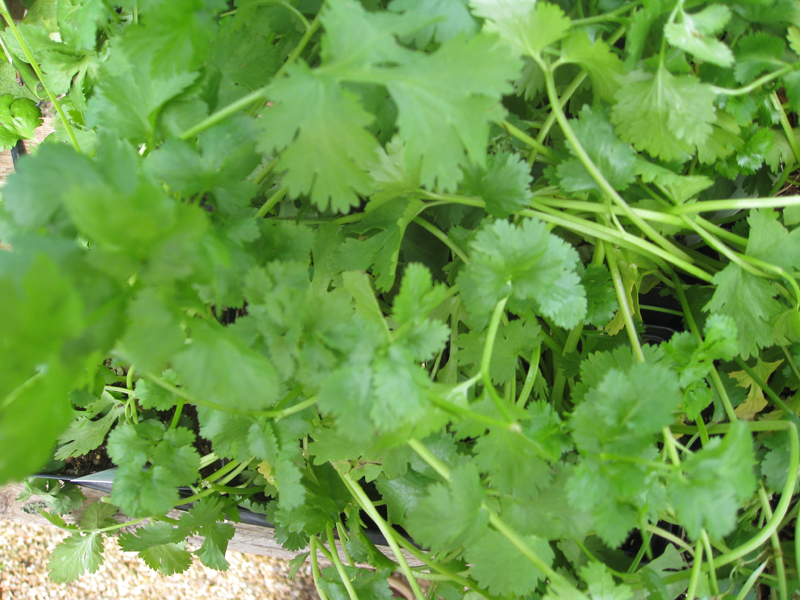 Coriandrum sativum   / Cilantro or Chinese Parsley