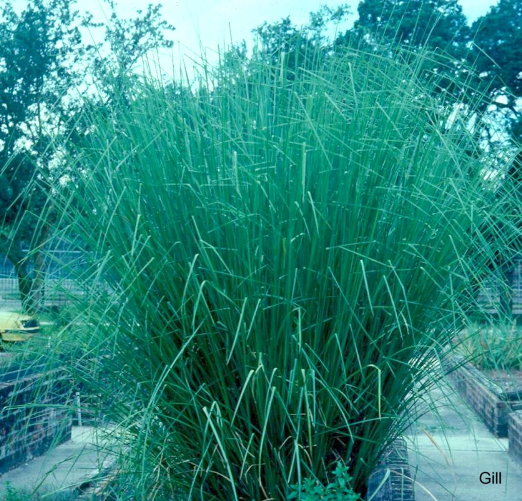 Chrysopogon zizanioides / Vetiver