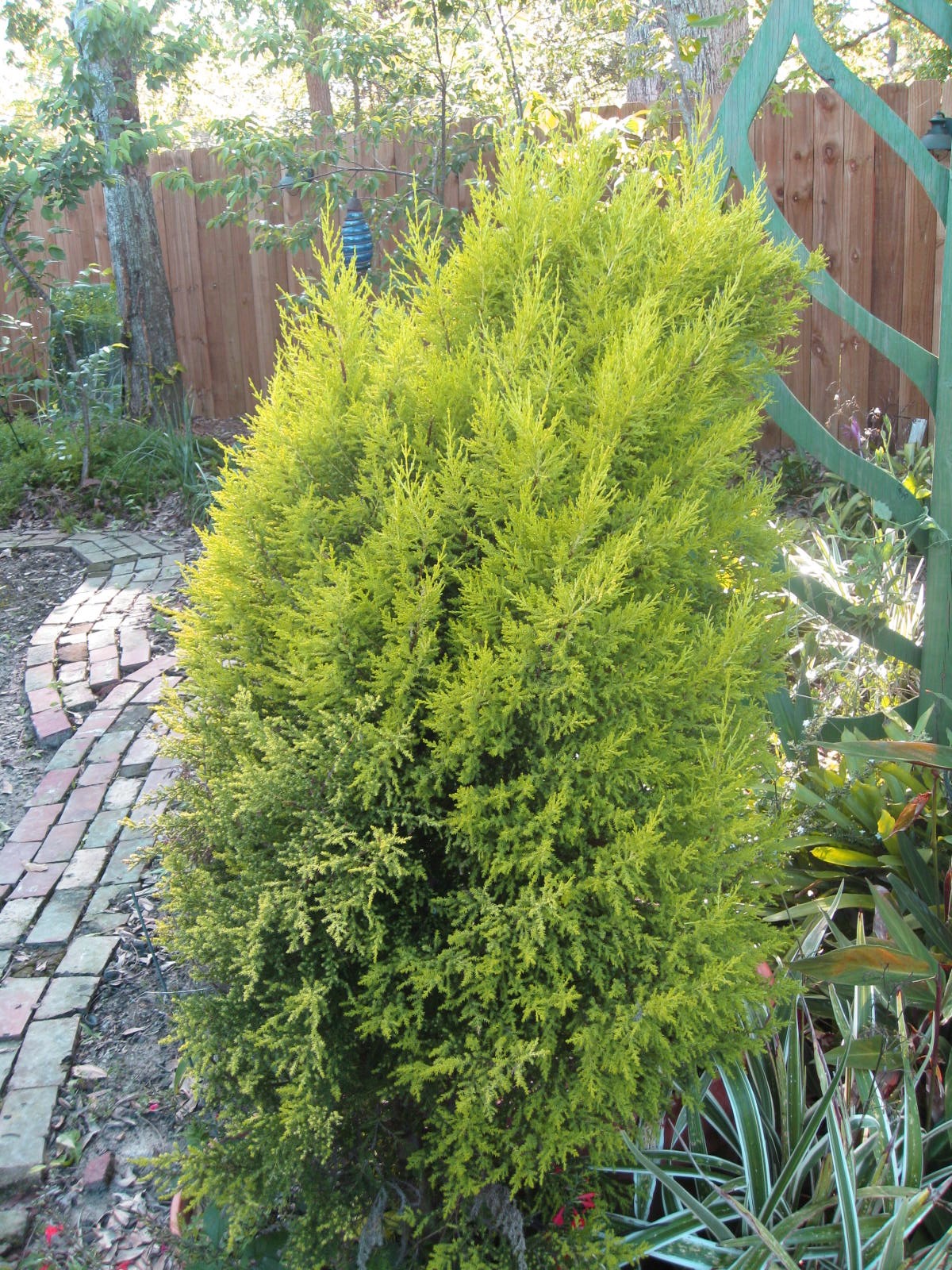 Cupressus macrocarpa 'Goldcrest'  / Monterey Cypress, Lemon Cedar