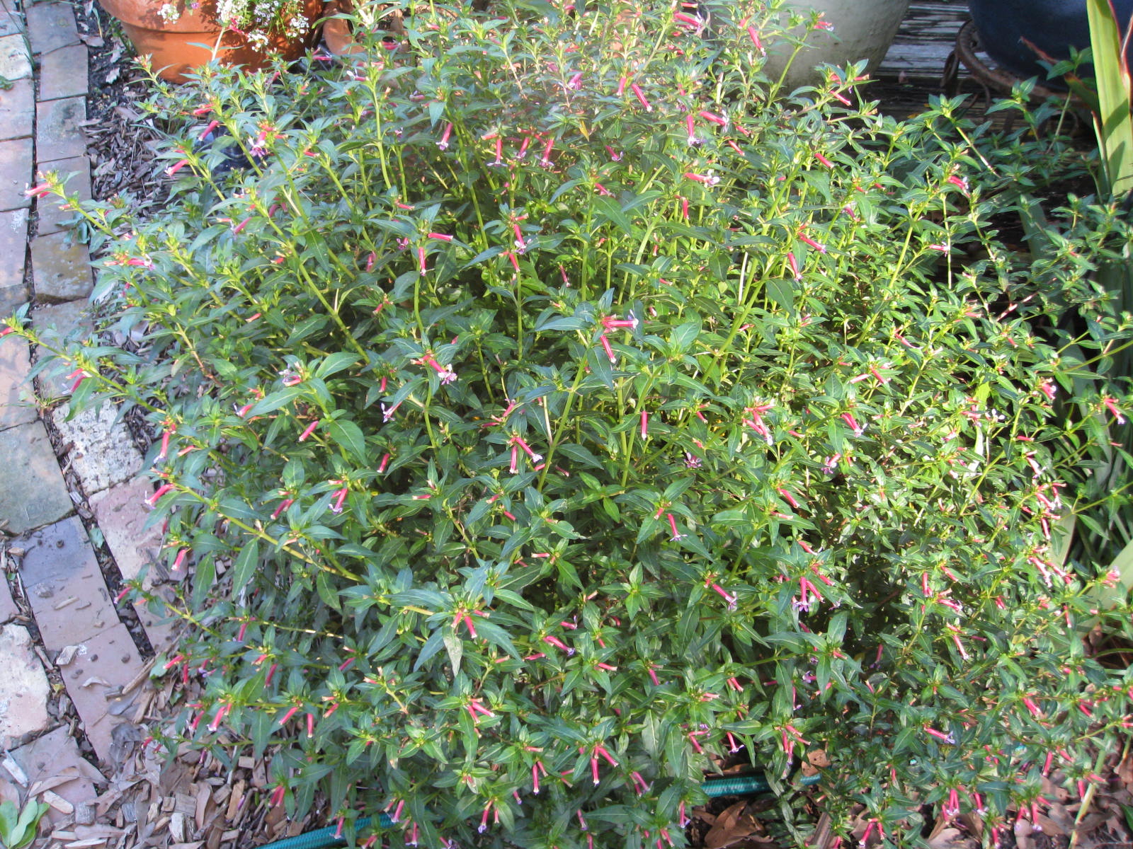 Cuphea lanceolata 'Starfire' / Cuphea lanceolata 'Starfire'