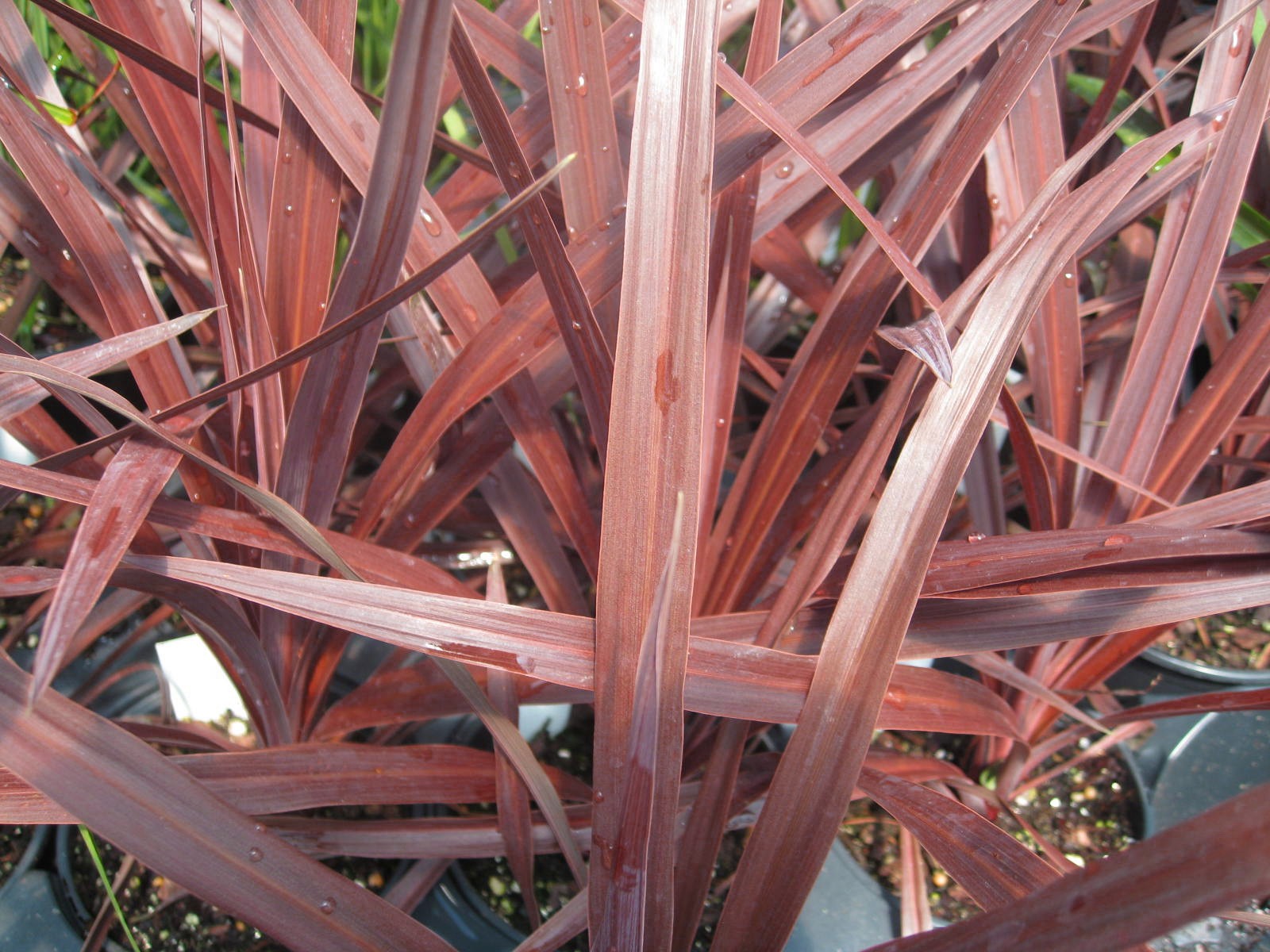 Cordyline 'Red Star'   / Cordyline 'Red Star'  