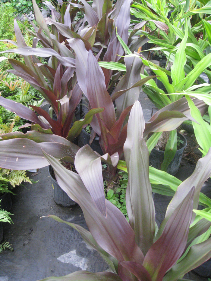 Crinum asiaticum var. procerum   / Red-leaf Giant Crinum