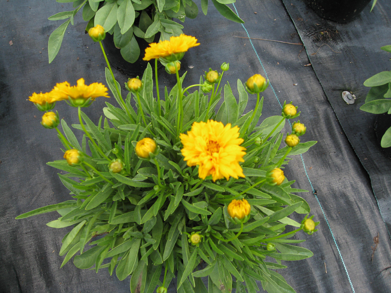 Coreopsis lanceolata 'Early Sunrise'  / Coreopsis lanceolata 'Early Sunrise' 