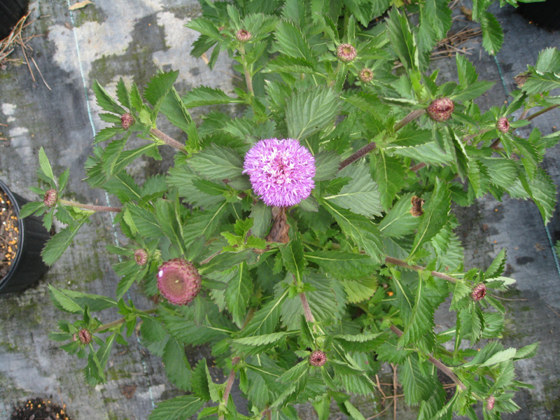 Centratherum intermedium  / Brazilian Buttonflower