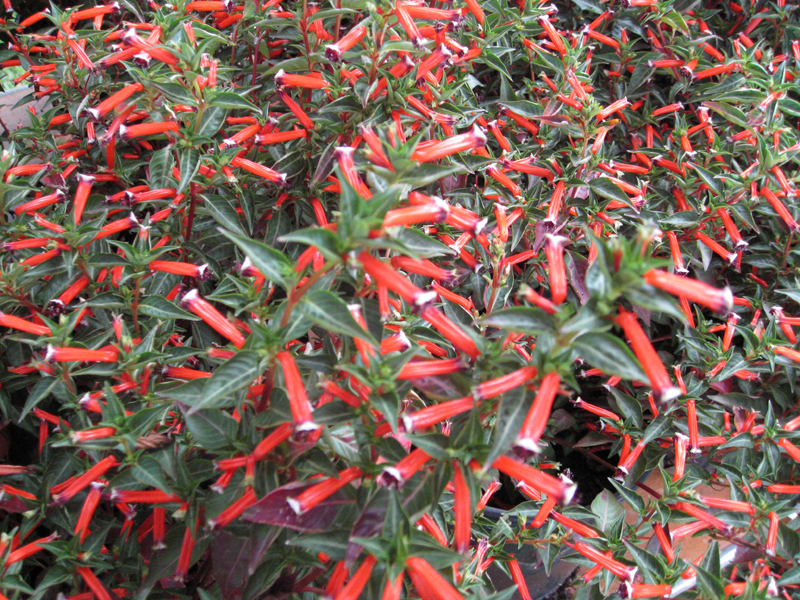 Cuphea ignea 'Matchmaker Scarlet' / Cuphea ignea 'Matchmaker Scarlet'