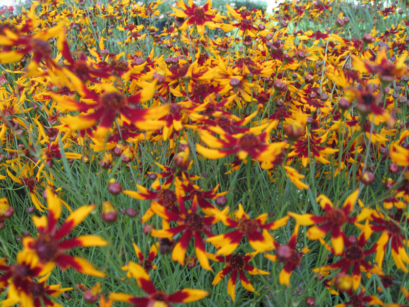 Coreopsis tinctoria 'Mardi Gras' / Mardi Gras Coreopsis