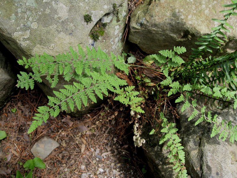 Cheilanthes tomentosa    / Woolly Lip Fern 1