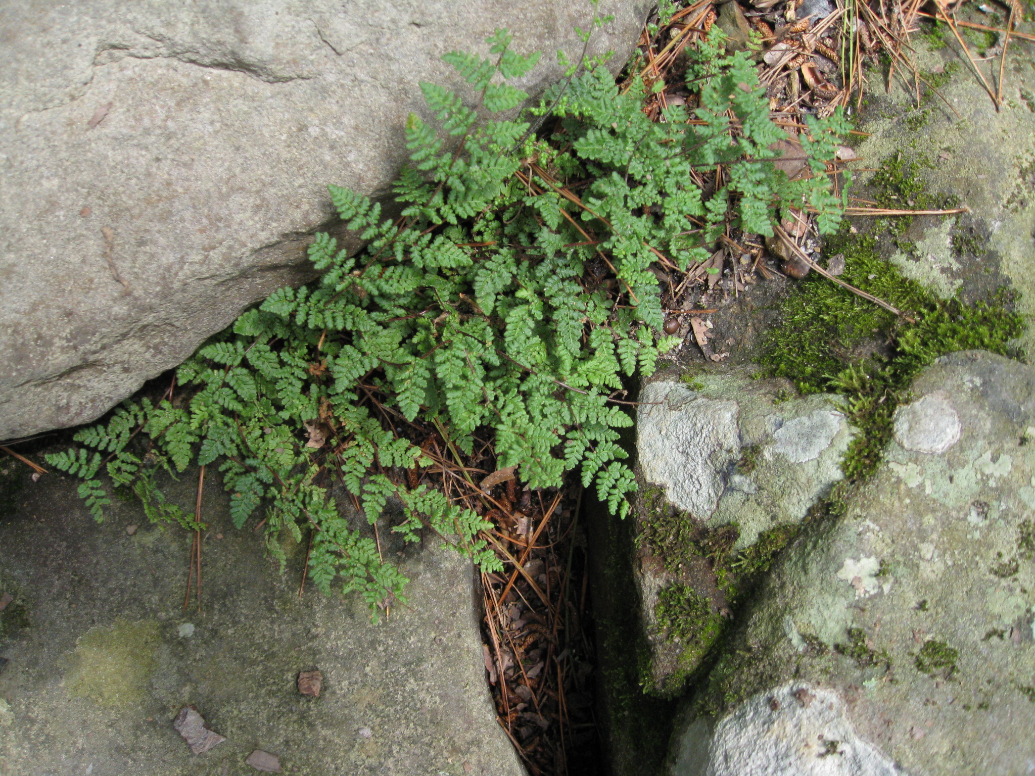 Cheilanthes  lanosa     / Hairy Lip Fern