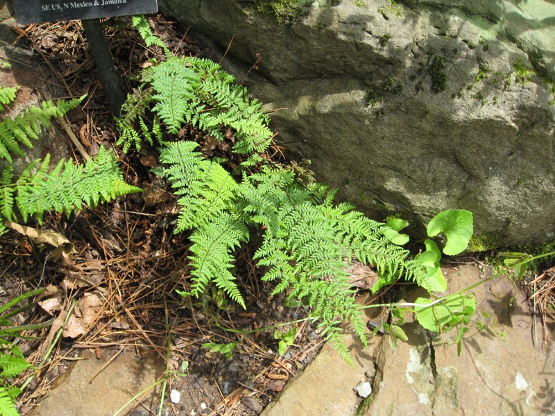 Cheilanthes alabamensis  / Alabama Lip Fern