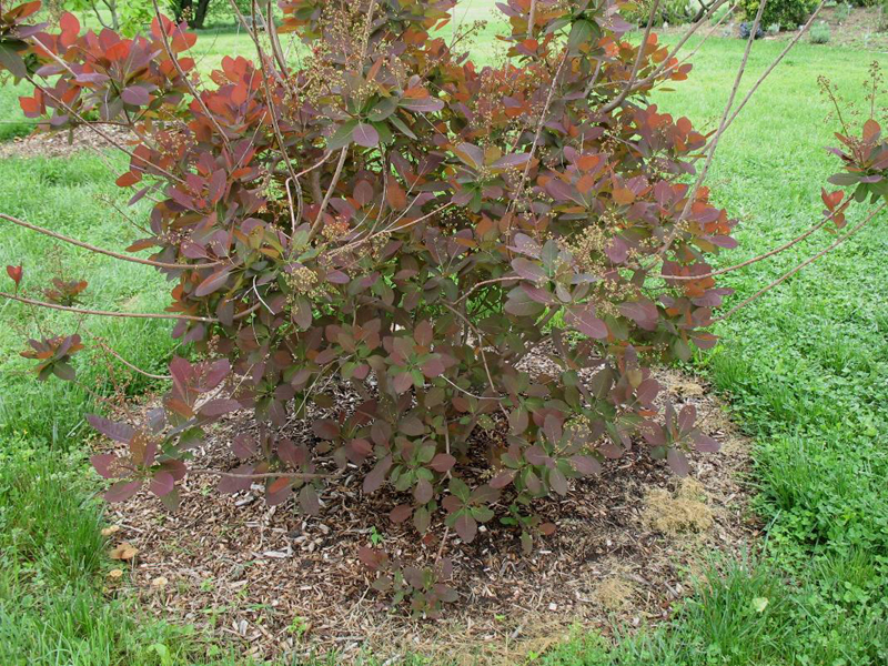 Cotinus  coggygria x obovatus 'Grace' / Grace Smoke Tree