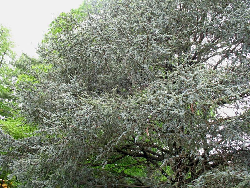 Cedrus atlantica 'Glauca'  / Blue Atlas Cedar