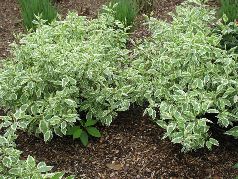 Cornus alba 'Bailhalo'    / Ivory Halo Tartarian Dogwood