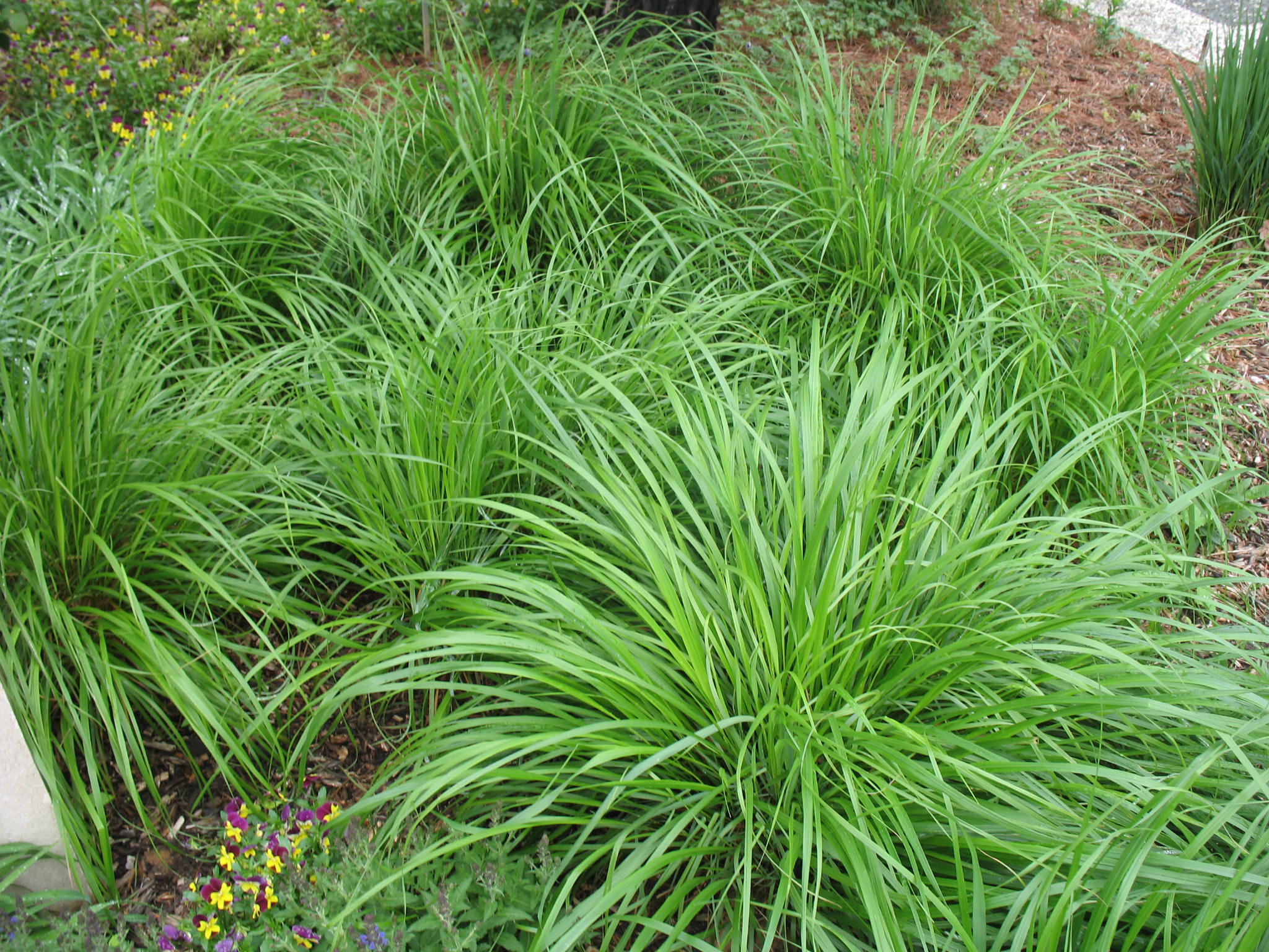 Calamagrostis brachytricha / Korean Feathered Reed Grass