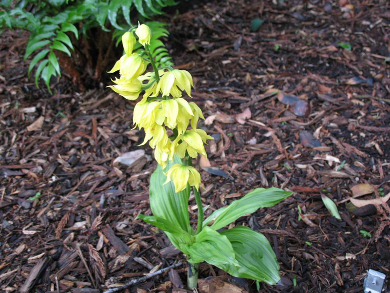 Calanthe striata / Calanthe striata