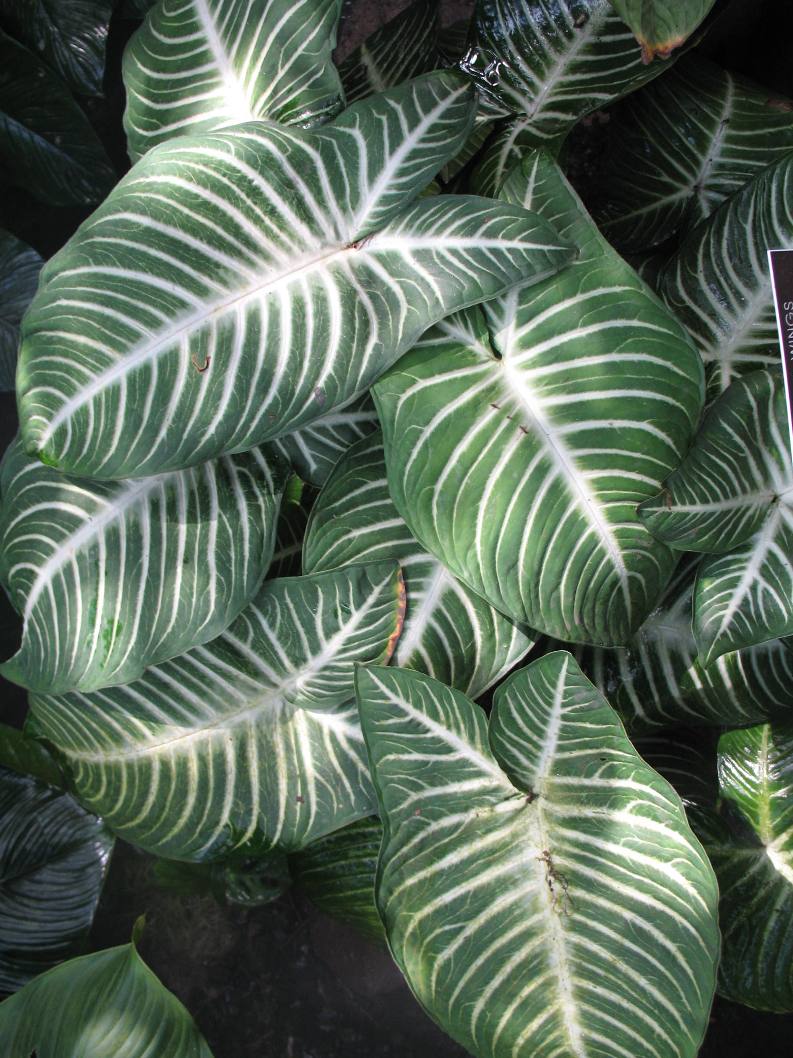 Caladium lindenii 'Angel Wings' / Angel Wings Caladium