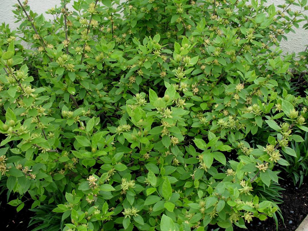 Calycantha floridus 'Athens'  / Carolina Allspice