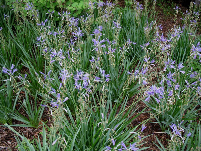 Camassia leichtlinii 'Blue Danube'  / Blue Camassia