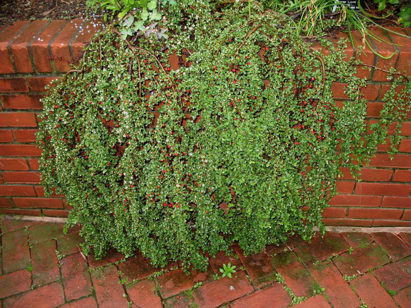 Cotoneaster dammeri / Cotoneaster dammeri