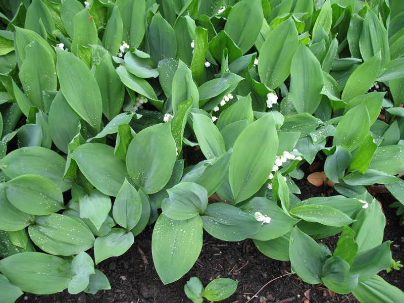 Convallaria majalis 'Fortin's Giant' / Convallaria majalis 'Fortin's Giant'