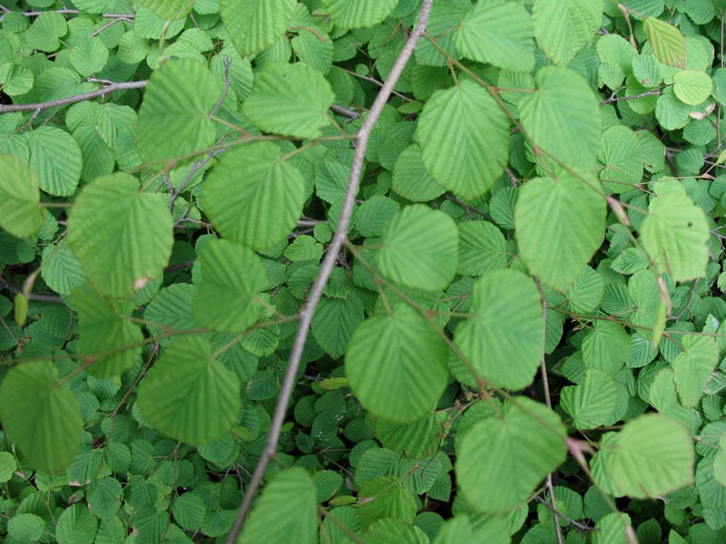 Corylopsis pauciflora     / Buttercup Winterhazel