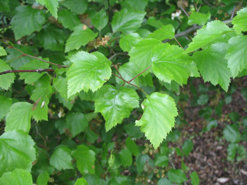 Crataegus pruinosa / Waxfruit Hawthorn or Frosted Hawthorn