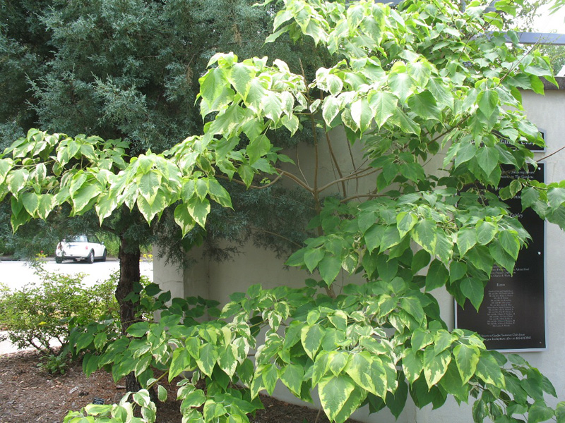 Clerodendrum trichotomum 'Variegata' / Variegated Harlequin Glorybower