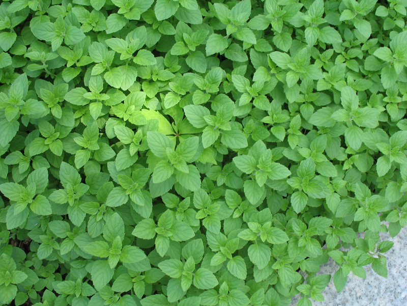 Calamintha nepeta  / Calamintha nepeta 