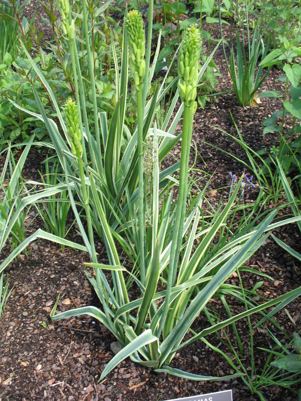 Camassia quamash 'Blue Melody' / Blue Melody Camas Lily