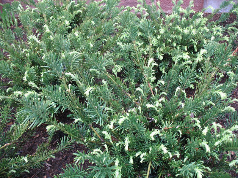 Cephalanthus harringtonia var.drupacea 'Duke Gardens' / Cephalanthus harringtonia var.drupacea 'Duke Gardens'