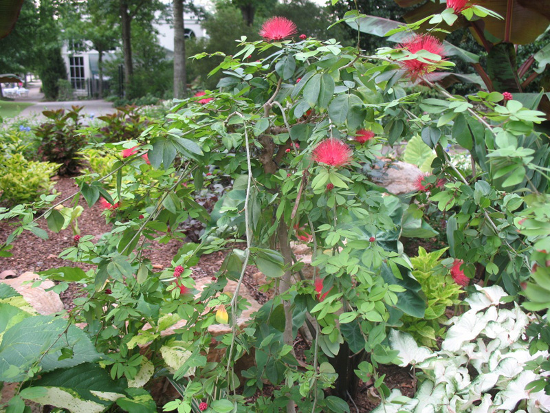 Calliandra emarginata   / Red Powder Puff