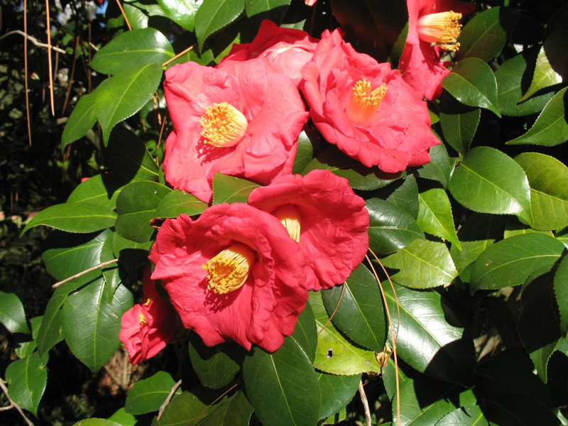 Camellia japonica 'R. L. Wheeler' / Camellia japonica 'R. L. Wheeler'